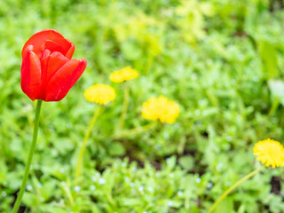 red poppy flower at green field with yellow dandelions on background on spring day (focus on poppy bloom on foreground)
