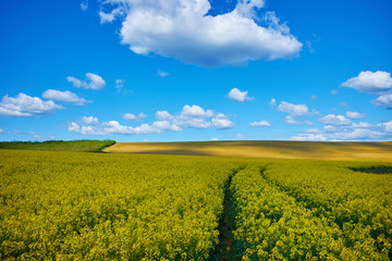 Golden field of rapeseed and plowed land  with shadows of clouds against blue sky with a nice cloudscape. Beautilful sping landscape for backgrounds.