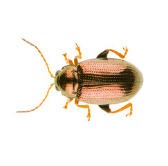 Leaf beetle Crepidodera aurea is a species of flea beetles from the family Chrysomelidae. Dorsal view of flea beetle isolated on white background.