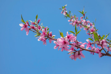 Blooming peach tree with pink flowers on branches against a clear blue sky.