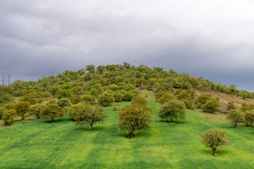 Olive tree and hill at Italy Tuscano