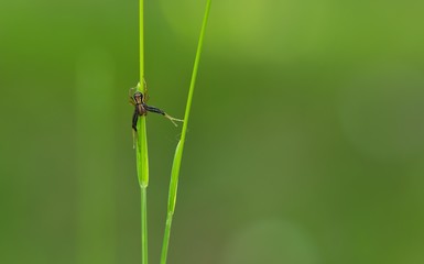 Nahaufnahme einer braunen Krabbenspinne isoliert an einem grünen Grashalm vor grünem Hintergrund, Xysticus cristatus