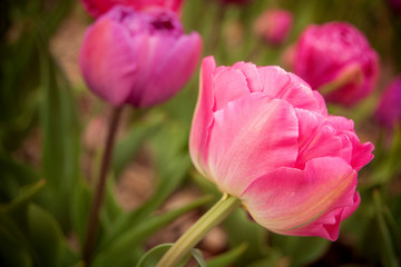 Delicate pink tulip in the springtime