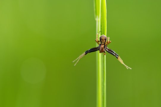 Macro close up of a common crab spider isolated on a green grass stalk on green background, Xysticus cristatus