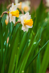 Twin daffodils in the springtime