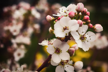 Crab apple flowers in the springtime