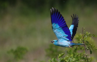 European Roller in flight, Coracias garrulus