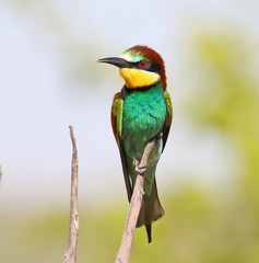 European bee-eater, Merops apiaster