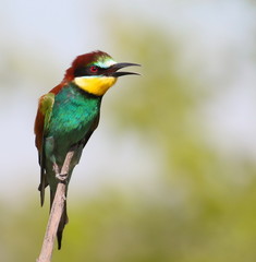 European bee-eater, Merops apiaster