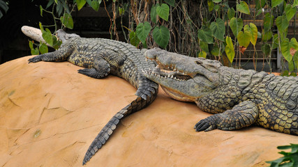 Nile crocodile (Crocodylus niloticus), dangerous crocodiles