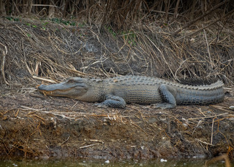Alligator on ground
