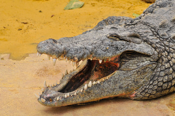 Nile crocodile with open mouth. Teeth details (Crocodylus niloticus), dangerous crocodiles