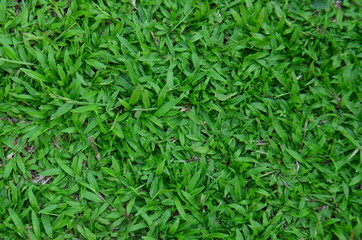 tropical leaf, large foliage, abstract green texture, nature background