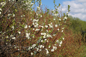 Blooming white plum tree in spring garden