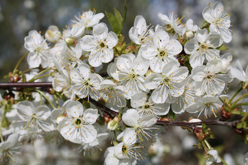 White flowers of cherry tree close-up