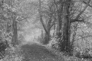Woman with dog in the woods