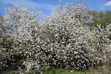 Fototapeta premium Blooming white cherry tree in spring garden