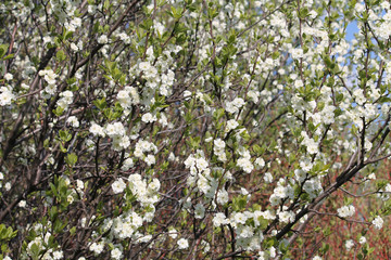 Blooming white plum tree in spring garden