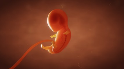 3D illustration the formation of the fetus of the baby in the womb