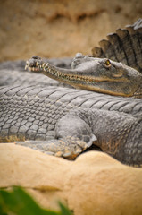 The gharial (Gavialis gangeticus), also known as the gavial, and the fish-eating crocodile, portrait