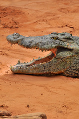 Nile crocodile with open mouth. Teeth details (Crocodylus niloticus), dangerous crocodiles