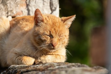 Naklejka na ściany i meble Yard red cat peacefully dozes on a stone fence, basking in the setting sun