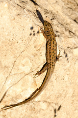 lizard on the stone