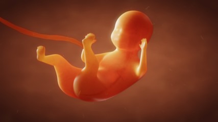 3D illustration the formation of the fetus of the baby in the womb