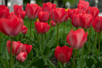 Red tulips bloomed in the spring.