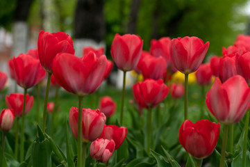 Red tulips bloomed in the spring.