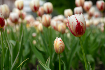 White and red, colorful tulips bloomed in spring.