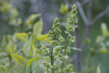 close up of a plant