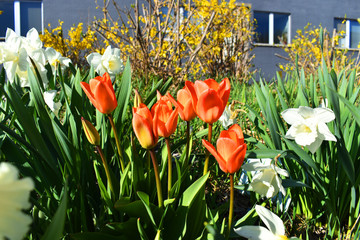tulip flowers 