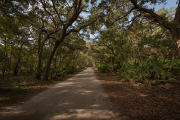 Fototapeta premium Walking path in the woods