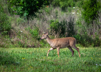 White-tailed Deer along Clear Creek in Pearland!