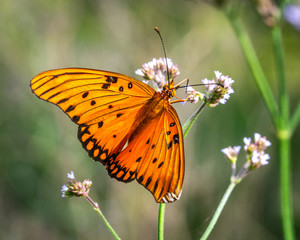 Gulf Fritillary along the nature trail in Pearland!