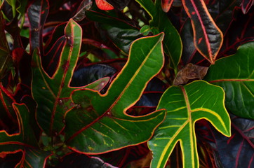 tropical leaf, large foliage, abstract green texture, nature background