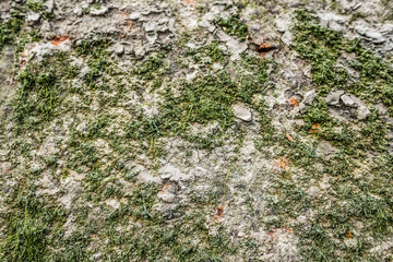 Rusty metal with green algea