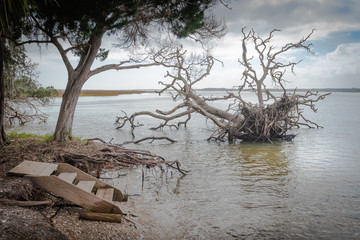 Fototapeta na wymiar Fallen trees in water