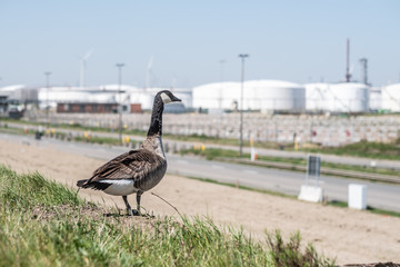 Canada goose looking at industry harbor