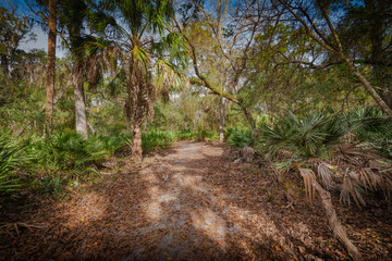 Walking path in the woods