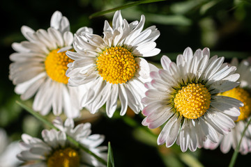 Fototapeta premium daisies viewed from above with white petals