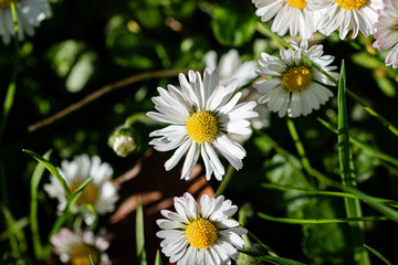 Fototapeta premium daisies viewed from above with white petals