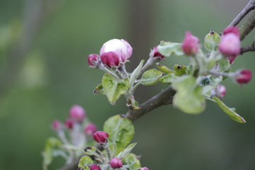 bee on a flower