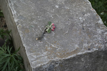 spider on a stone