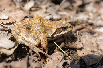 portrait of a toad