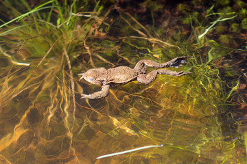 toad in water on a sunny day
