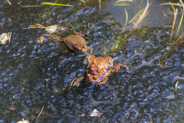 three toads in the water