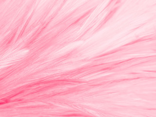 Beautiful abstract white and pink feathers on white background and soft white feather texture on pink pattern and pink background, feather background, pink banners