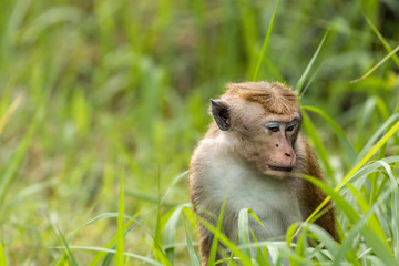 Toque Macaque